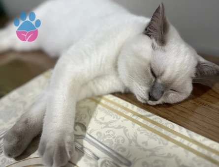 British Shorthair 1 Yaşında Dişi Kızgınlıkta