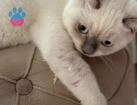 British Shorthair 1 Yaşında Dişi Kızgınlıkta