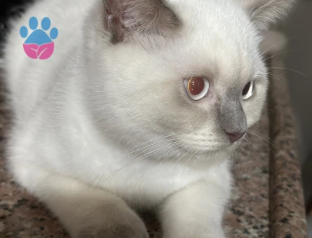 British Shorthair 1 Yaşında Dişi Kızgınlıkta