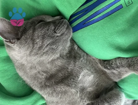 British Shorthair Oğluşuma eş arıyorum