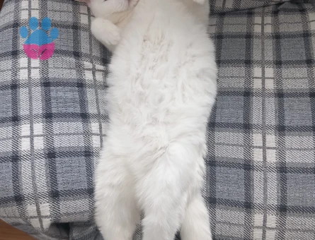 British Shorthair Oğluma Eş Arıyorum