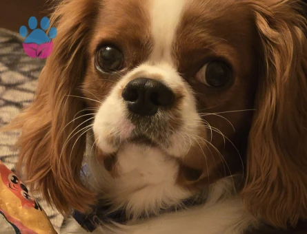 Oğlumuza eş arıyoruz