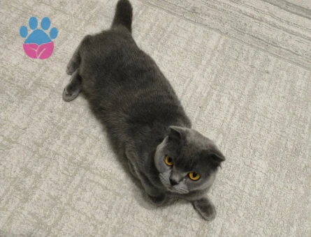 Nesrin kızımıza damat arıyoruz