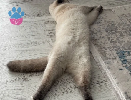 Scottish Fold 1 Yaşında Eş Arıyor