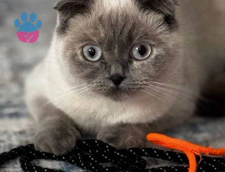 Scottish Fold 1 Yaşında Eş Arıyor