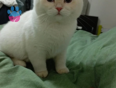 British Shorthair Kedime Dİşi Arıyorum