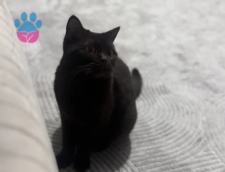 British Shorthair 16 Aylık Kedim Eş Arıyor