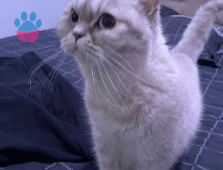 10 aylik british kizima damat arıyorum