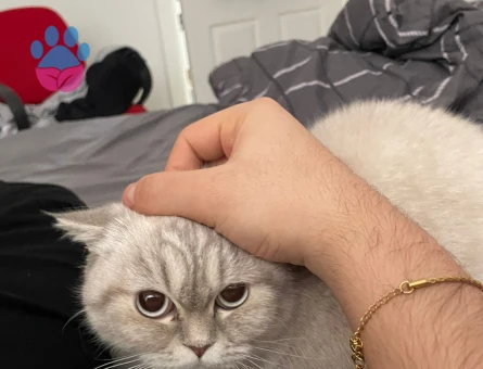 10 aylik british kizima damat arıyorum