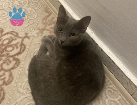 Rus mavisi dişi kedimize eş arıyoruz