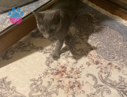 Rus mavisi dişi kedimize eş arıyoruz