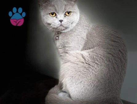 Dişi kedimize eş arıyoruz