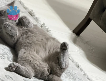 Dişi kedimize eş arıyoruz