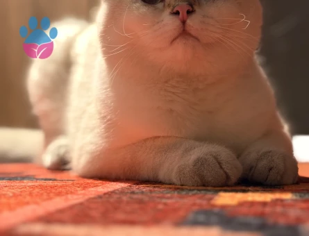 British shorthair erkek kedime eş arıyorum