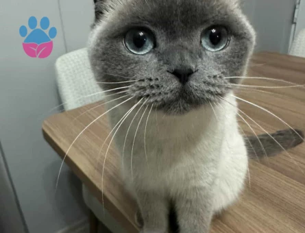 Scottish Fold Kızımız mayaya eş arıyoruz