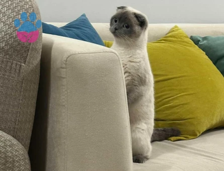 Scottish Fold Kızımız mayaya eş arıyoruz