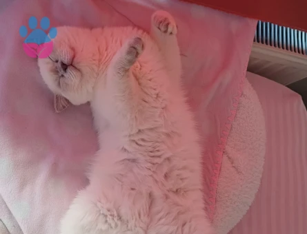 Scottish Fold Kedim Eş Arıyor