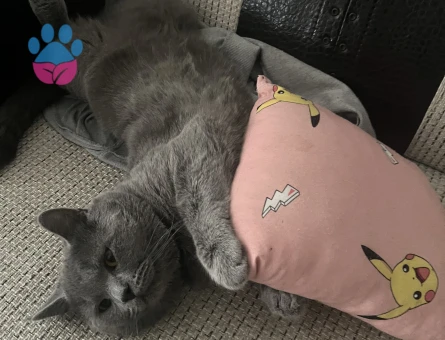 1 Yaşında British Shorthair Erkek İsmi Oğluş