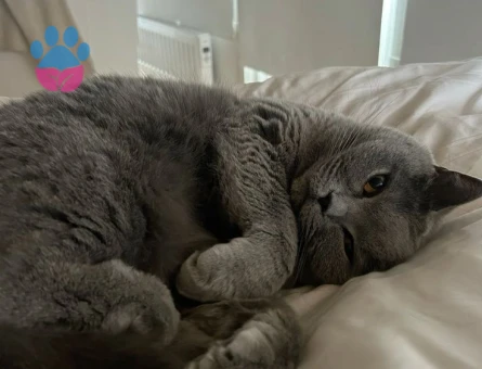 British Shorthair Kızgınlıkta Eş Arıyoruz
