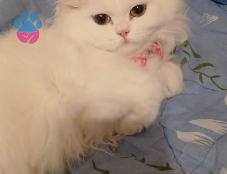 British Longhair Sütlaç Eş Arıyor