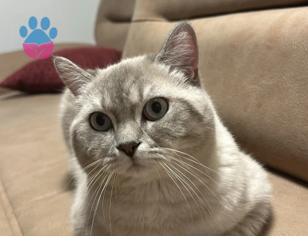 Kedime uygun bir eş arıyorum