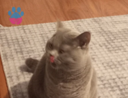 British SHorthair 1 Yaşında Kedim Eş Arıyor