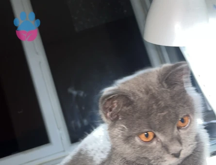 British Shorthair 1 Yaşında Erkek Kızgınlıkta