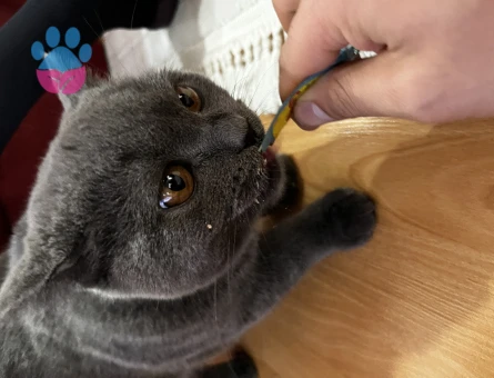 British Shorthair 1 Yaşında Erkek Kızgınlıkta