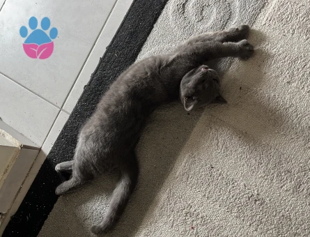 British Shorthair 1 Yaşında Erkek Kızgınlıkta