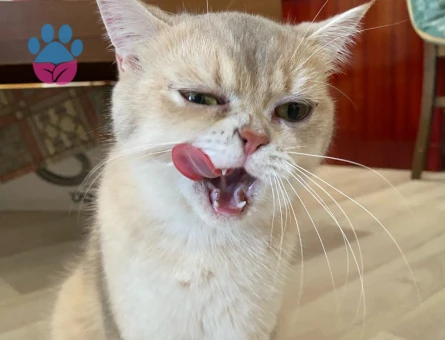 British Shorthair Kızım 1 Yaşında