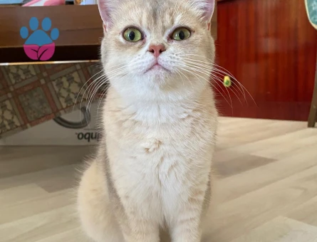 British Shorthair Kızım 1 Yaşında