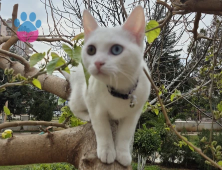 Sakız için erkek kedi arıyorum