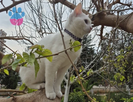 Sakız için erkek kedi arıyorum