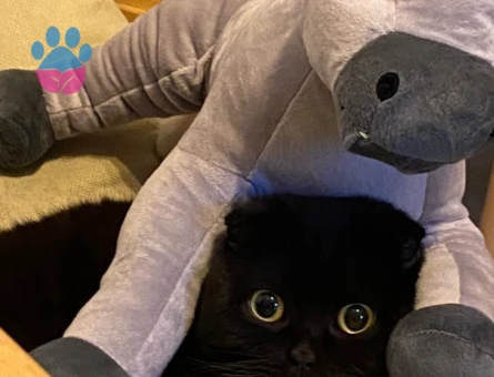 Arese gacı arıyoruz