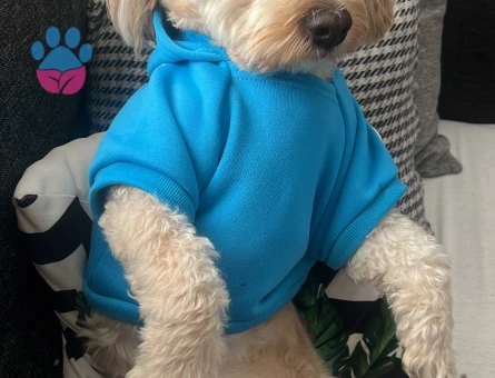 Maltipoo oğlumuza eş arıyoruz