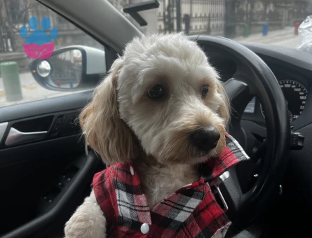 Maltipoo oğlumuza eş arıyoruz