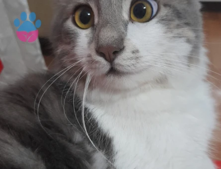 kedime dişi eş arıyorum