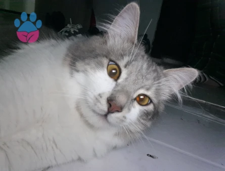 kedime dişi eş arıyorum