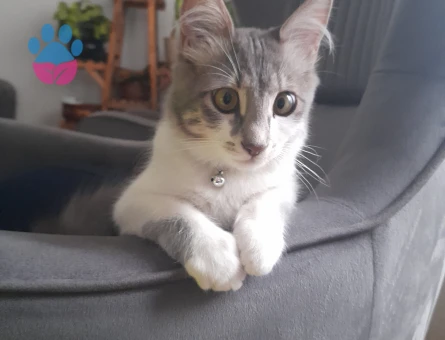 kedime dişi eş arıyorum