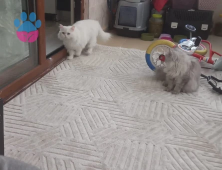 Çiftlrşme ve sahiplendirme