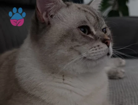 British  Shorthair Oğluma eş arıyorum