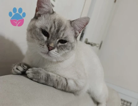 British  Shorthair Oğluma eş arıyorum