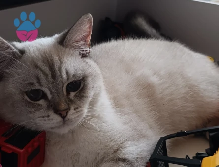 British  Shorthair Oğluma eş arıyorum