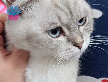 British  Shorthair Oğluma eş arıyorum