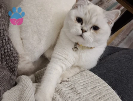 Kedim için eş arıyorum