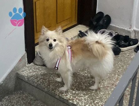 Pomeranian Spitz Köpeğime Eş Arıyorum