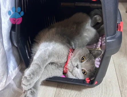 British kızımıza damat adayı arıyoruz