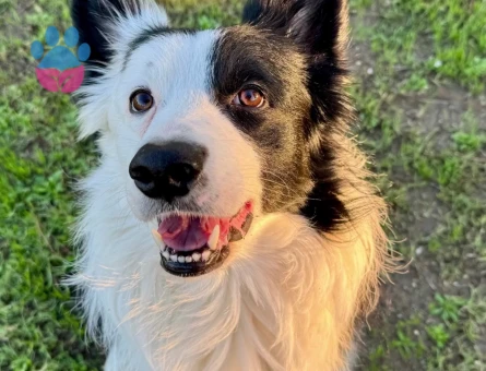 Border collie oğlumuz marcoya eş arıyoruz