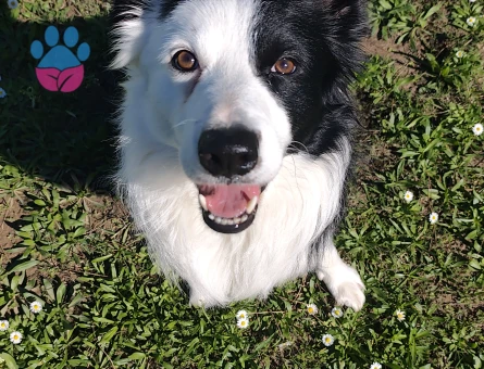Border collie oğlumuz marcoya eş arıyoruz