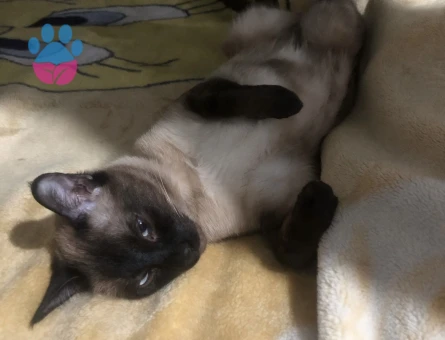 Siyam kedime dişi arıyoruz